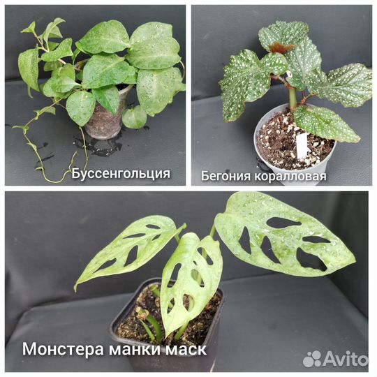 Комнатные растения