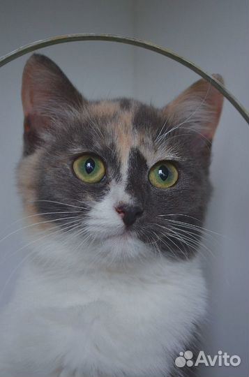 Кошечка в добрые руки отдается без самовыгула