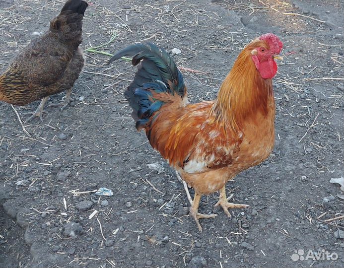 Петухи