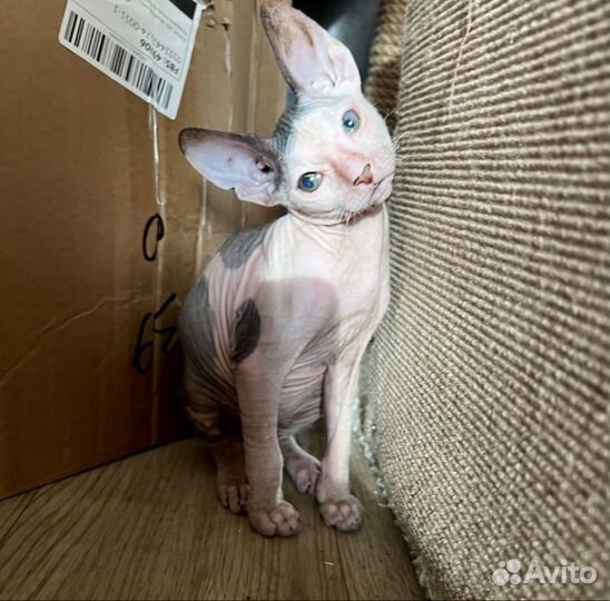 Донской сфинкс