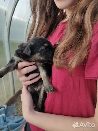 Щенки волкособы