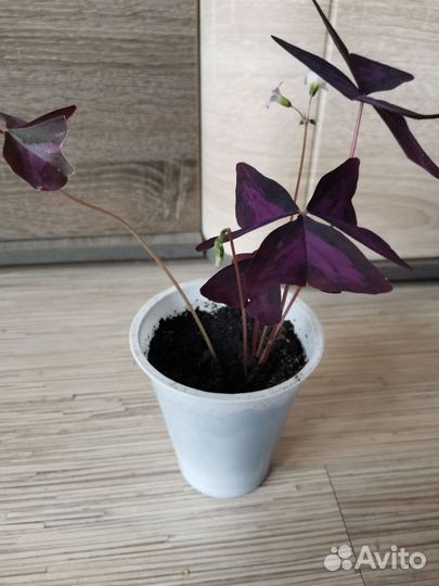 Кислица фиолетовая