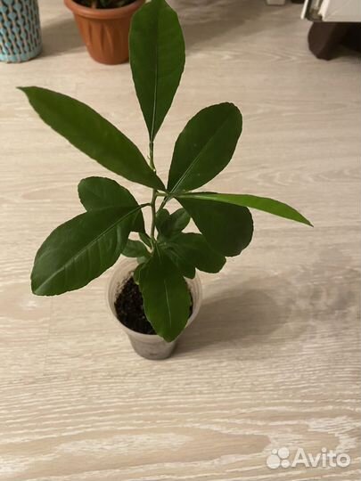 Лимон павловский