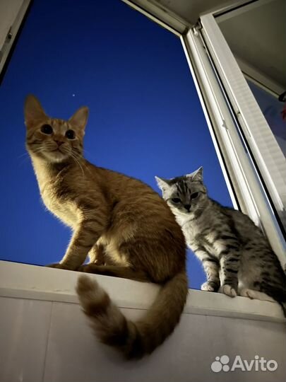 Кошки в добрые руки