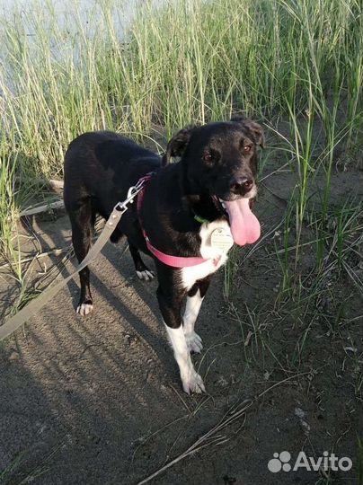 Молодая собака около года