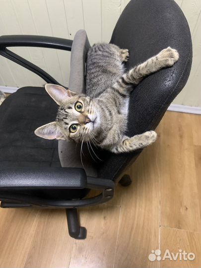 Кошка молоденькая домашняя в добрые руки