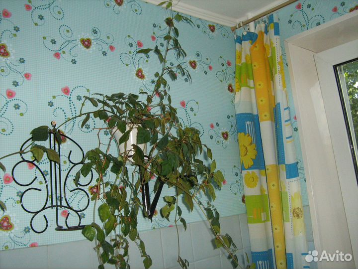 Фикус.Циссус Кактусы, Алое, Перец