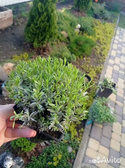 Камнеломка,чабрец/тимьян,лаванда мини и вариегат