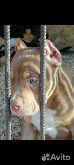 Американский булли покет/стандарт/ XL щенки