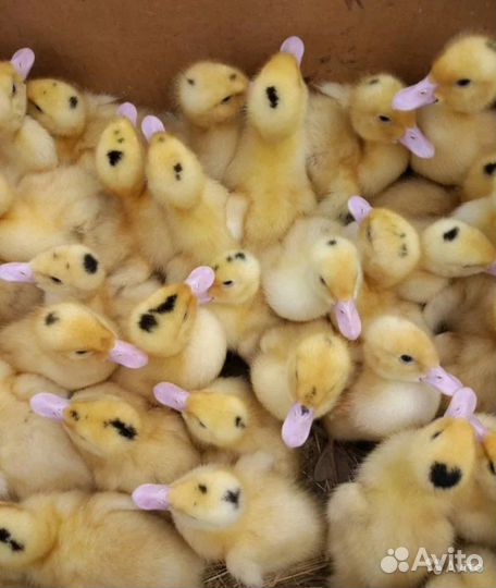 Домашняя птица