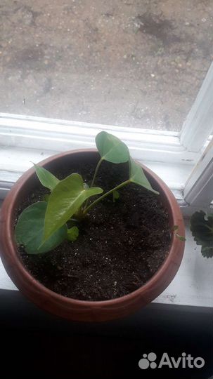 Комнатные цветы антуриум