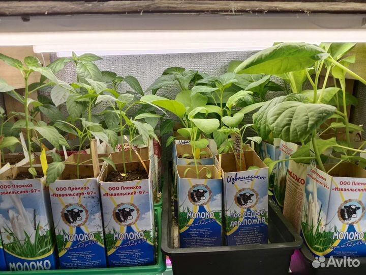 Рассада баклажан и перца