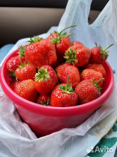 Рассада клубники