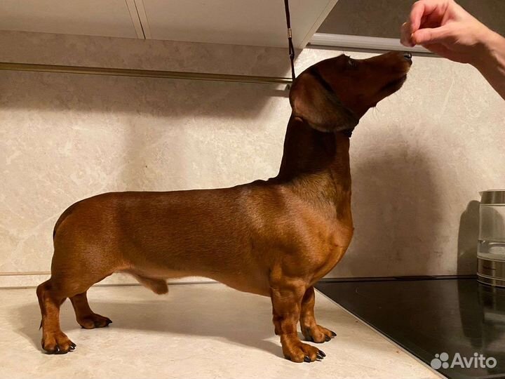 Таксы кобель для вязки