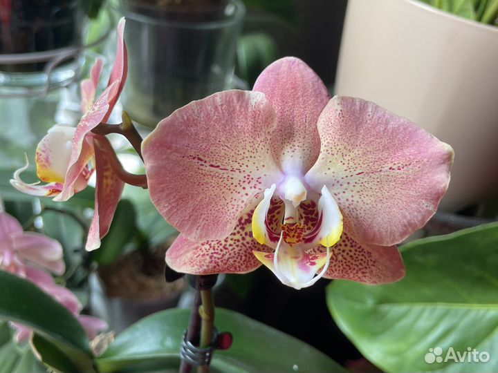 Орхидея фаленопсис