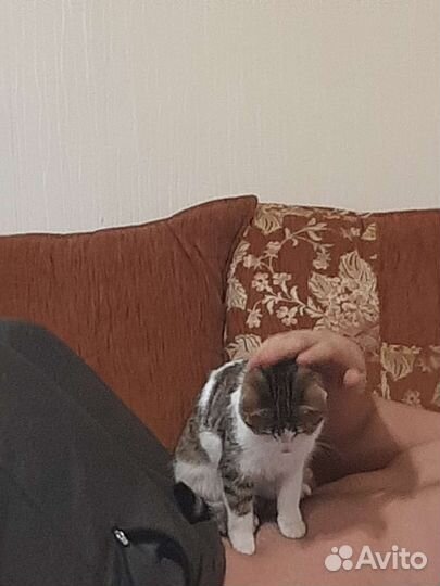 Кошка в дар