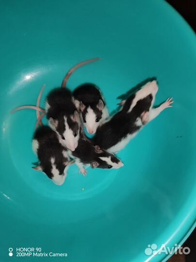 Крыски Хаски