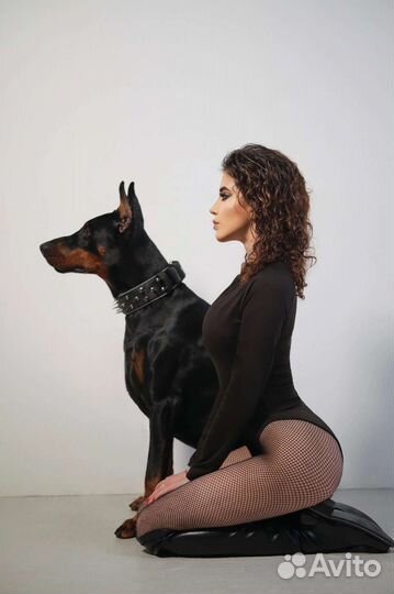 Доберман для фотосессии