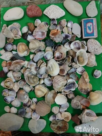 Морские ракушки