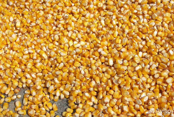 Кукуруза фуражная