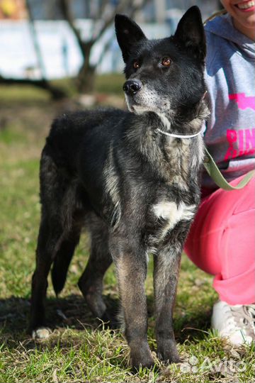 Собака Наоми из приюта Некрасовка