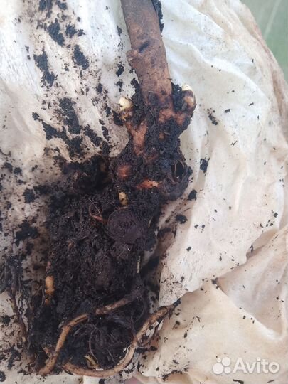 Пион Полосатый леденец