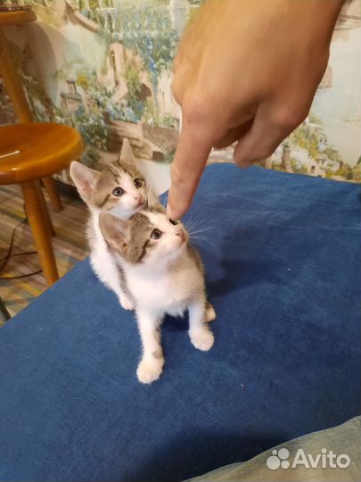 Отличные котятки