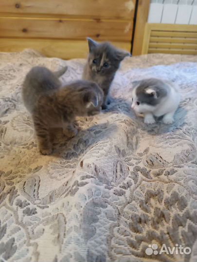 Кошки