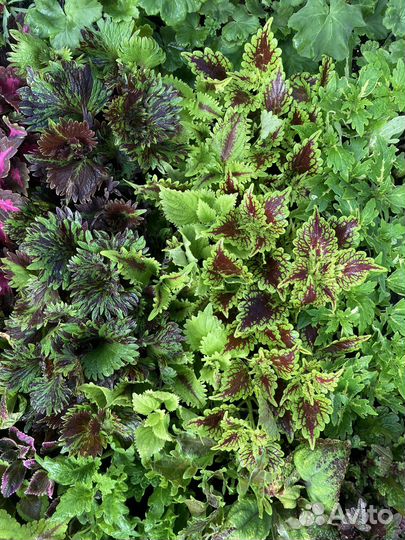 Колеусы вегетативные черенки