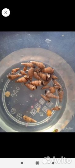 Декорации в аквариум