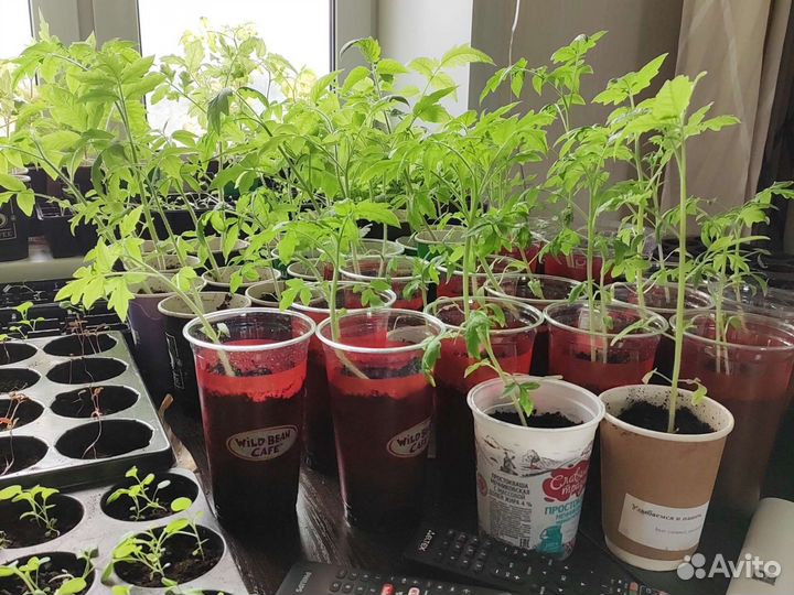 Рассада помидор и перцев