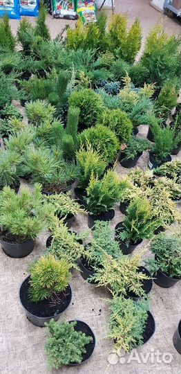 Хвойники. Туя. Можжевельник. Ель. Сосна и др
