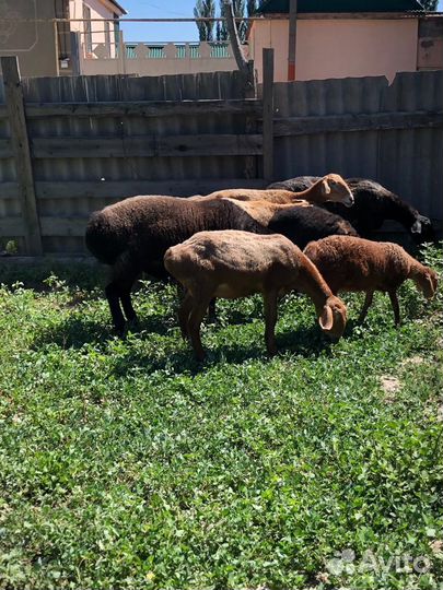 Гиссарские овцы