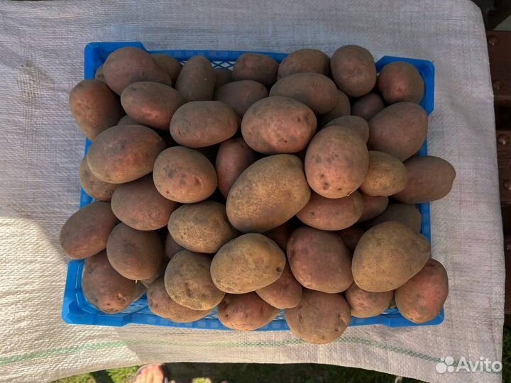 Картофель крупный домашний