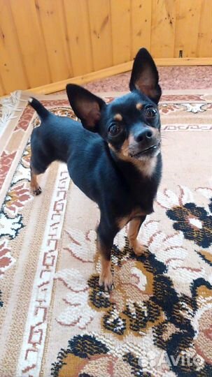 Вязка, той-терьер