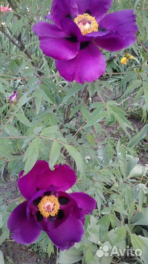 Пион древовидный