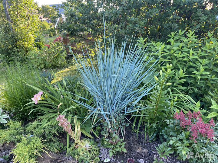 Элимус песчаный