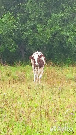 Телка на племя