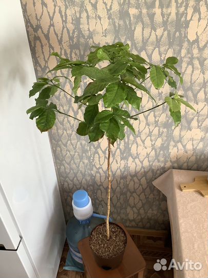 Кофе, Кофейное дерево