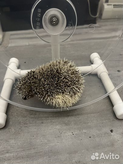 Беговое колесо для ежа