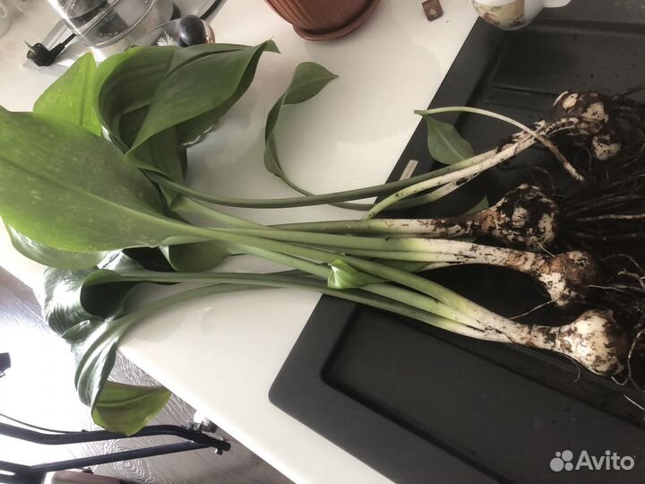 Эухарис амазонская лилия