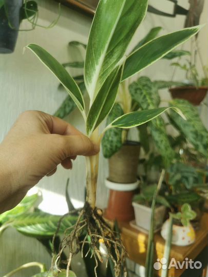 Аглаонемы разные