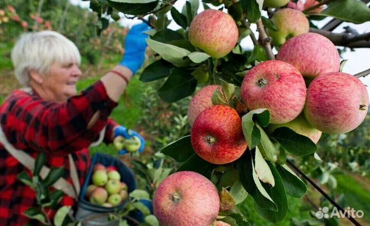 Работник по сборке яблок в саду. Вахта