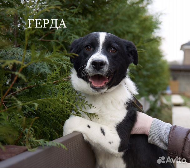 Герда - щенок в добрые руки