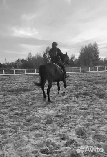 Аренда лошади