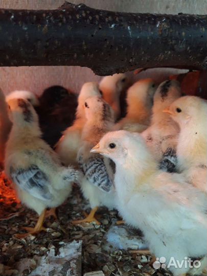Цыплята