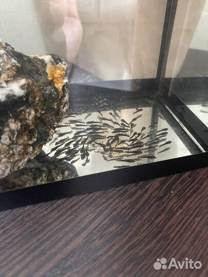 Сомики анциструсы