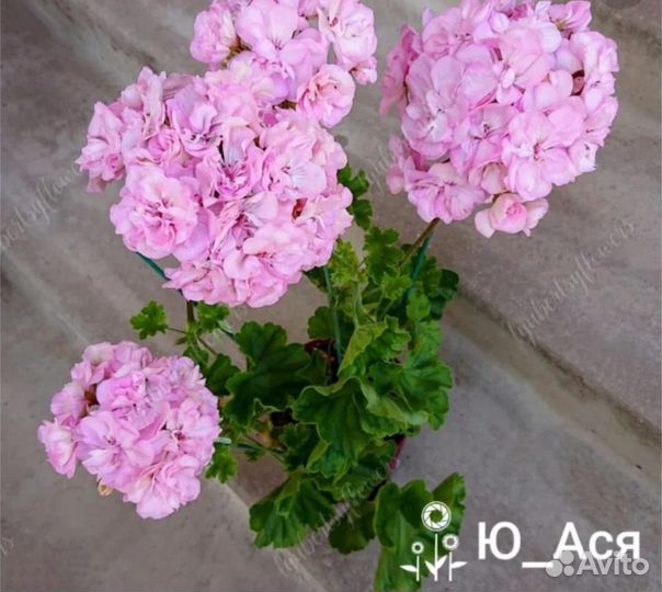 Пеларгония герань