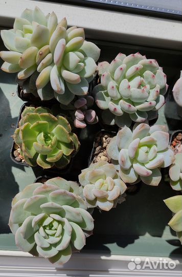Сеты, наборы суккуленты