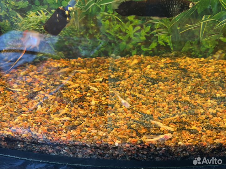 Сомики анциструсы, меченосцы